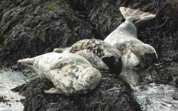 Basking seals