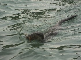 otter swims