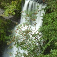 Rowan tree waterfall